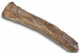 Hadrosaur (Edmontosaurus) Fibula Bone Section - Wyoming #265578-1